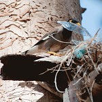 Un nid pas écologique!!! קן לציפור בין העצים, עשוי מפלסטיק זכוכית וזרדים 